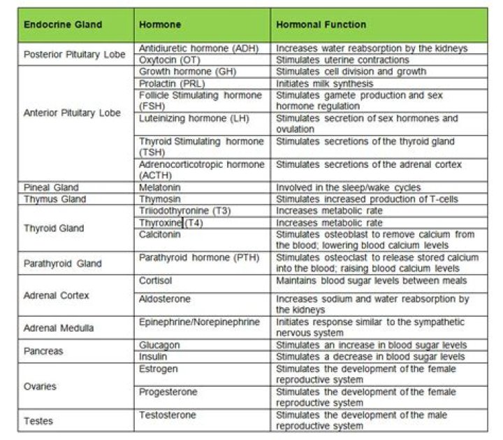 Hormones and Their Functions: Essential List PDF
