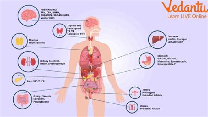 Hormones of the Human Body: Complete List and Key Functions PDF