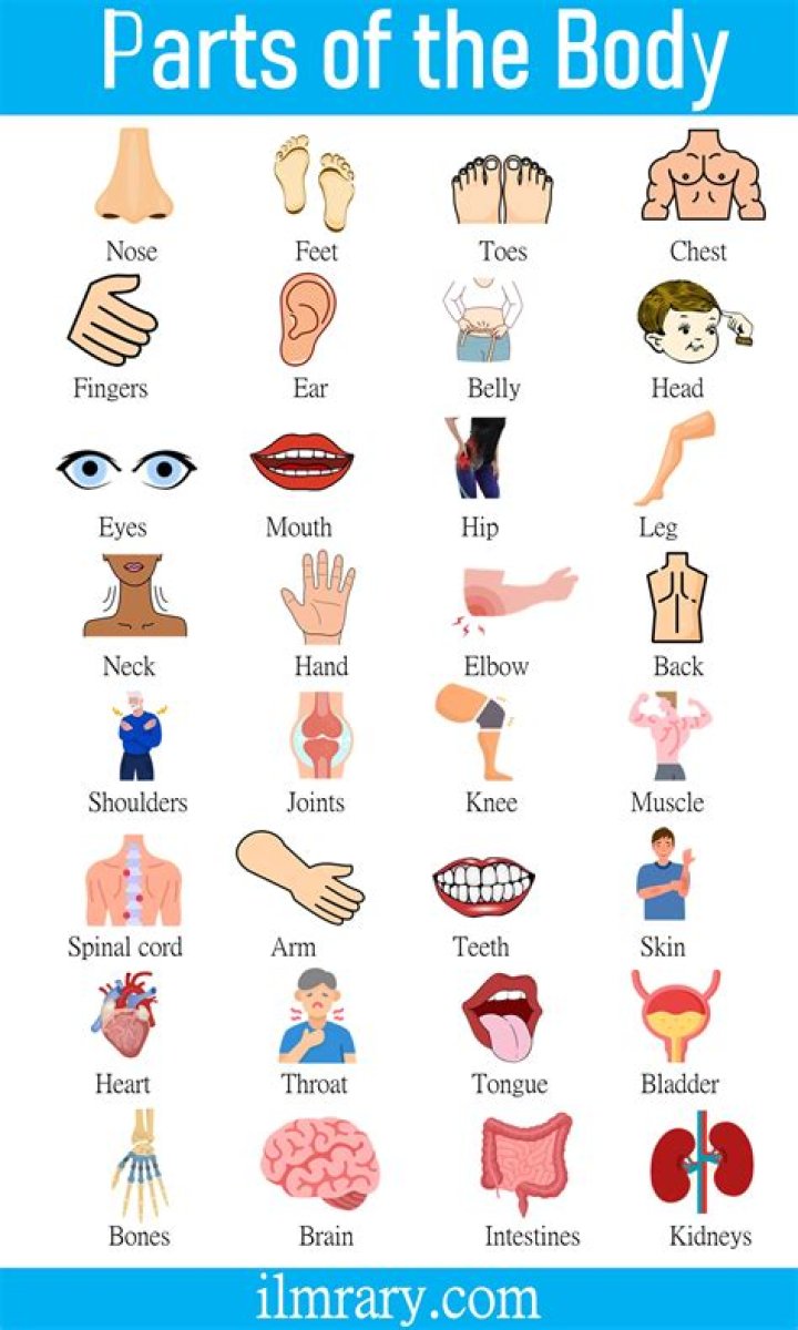 Complete List of Human Body Parts PDF – Download Detailed Anatomy Guide