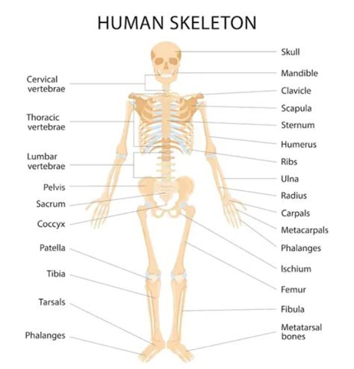 Complete List of Human Bones PDF for Medical Study