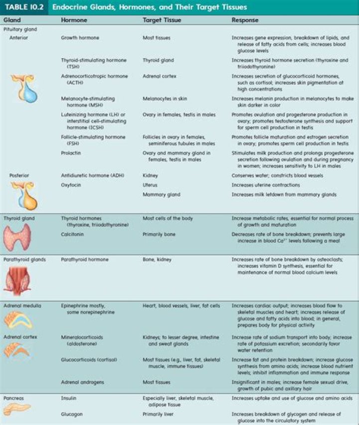 Complete List of Human Hormones and Their Functions – PDF Guide