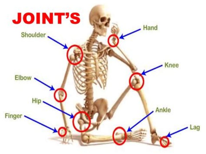 Complete List of Joints in the Human Body PDF for Students & Medical Learners