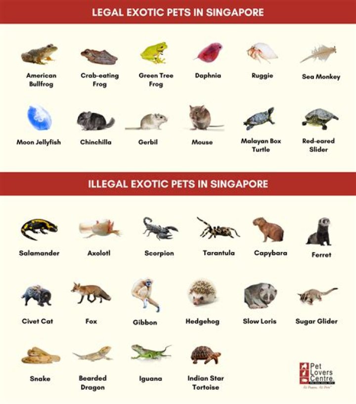 Legal Exotic Pets in Oregon: Complete PDF List