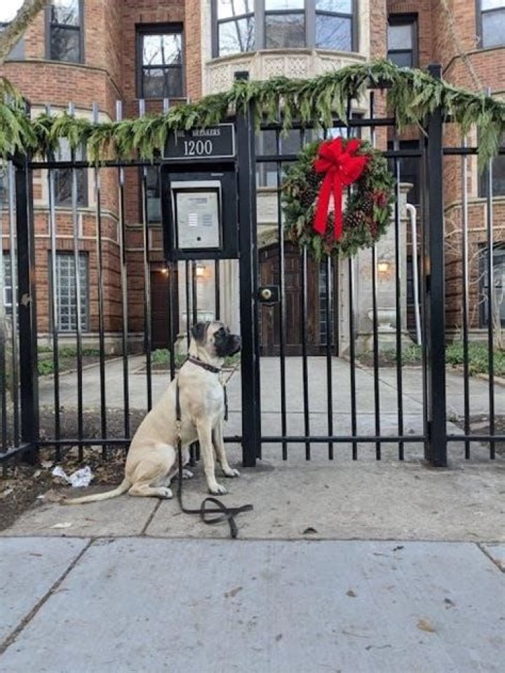 Legal Pets in Illinois: Complete List & PDF Guide