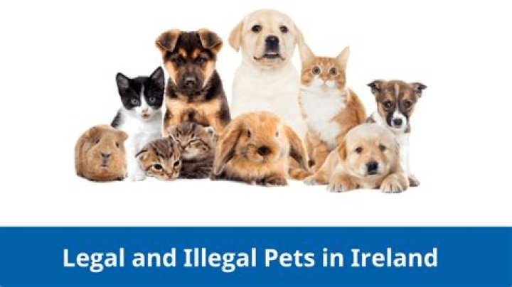Legal Pets in Iowa PDF: Complete List for Pet Owners
