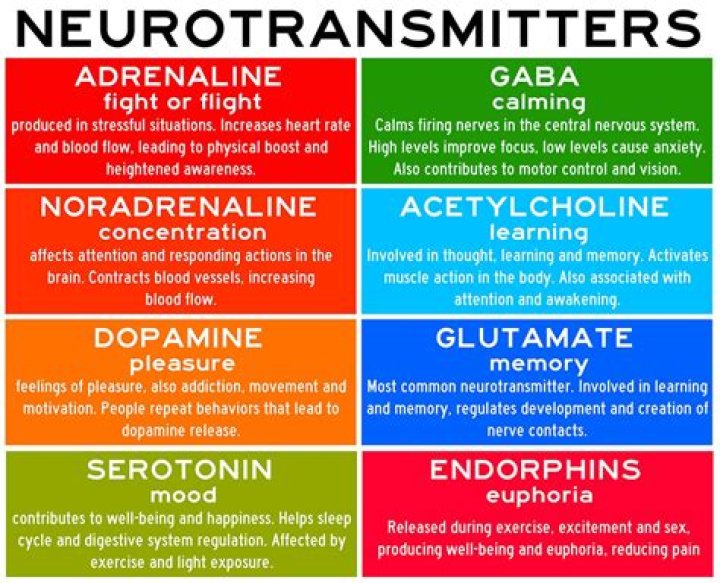 Comprehensive List of Neurotransmitters and Their Functions PDF