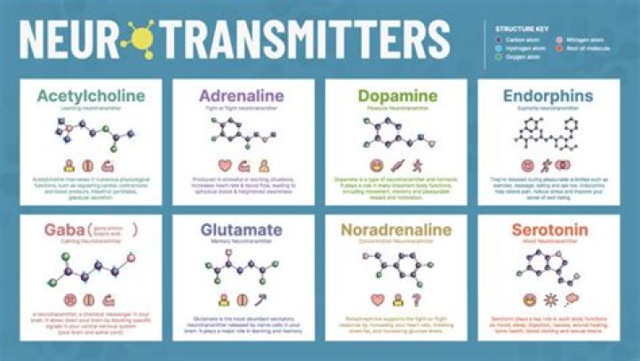 Comprehensive List of Neurotransmitters PDF – Study Guide & Reference