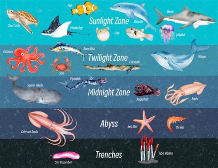 Free List of Ocean Trenches PDF – Explore Deep-Sea Trenches