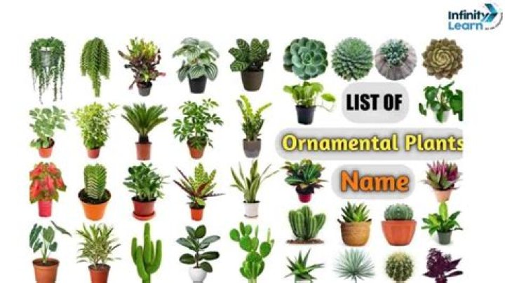 Ornamental Plants with Pictures PDF: Complete Visual Guide