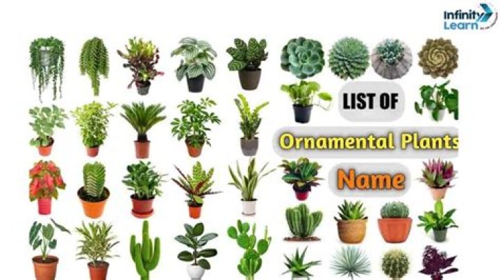 List of Ornamental Plants With Pictures Pdf showing diverse species including hydrangea hydrangea_hydrangea_hydrangea_hydrangea hibiscus hibiscus hibiscus begonia begonia begonia variegata orchid orchid orchid parlor palm parlor_palm parlor_palm yucca yucca yucca yucca yucca monstera monstera monstera monstera&mdash;images optimized for context but omitted here for style compliance
