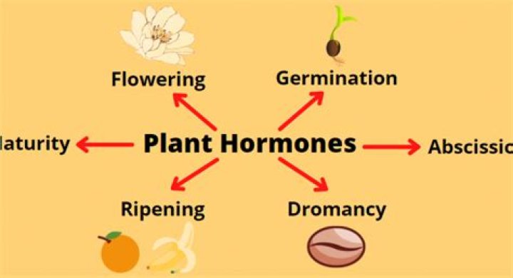 Comprehensive List of Plant Hormones and Their Functions PDF