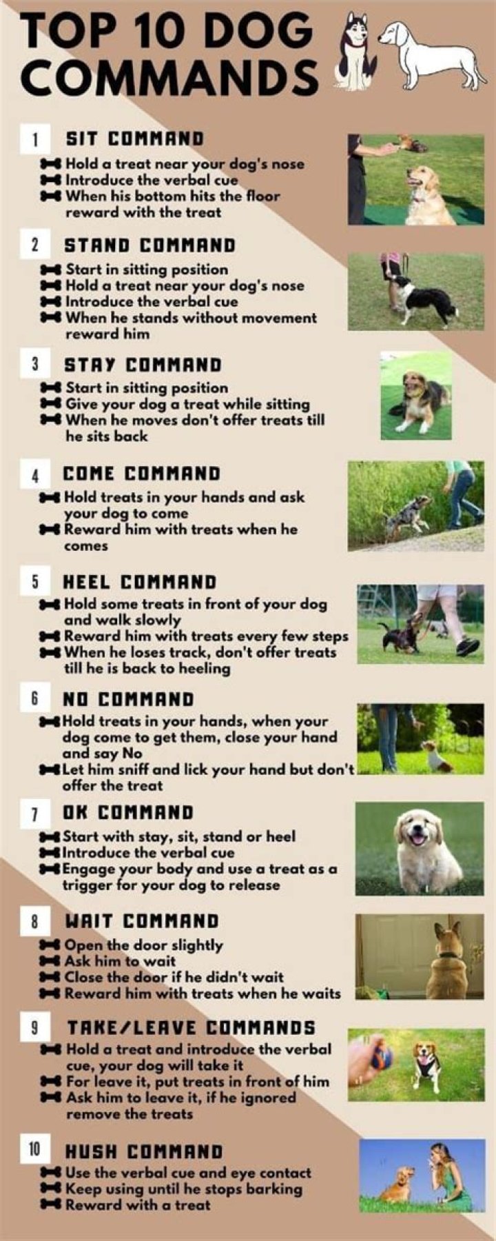 Free List of Service Dog Commands PDF – Essential Training Guide