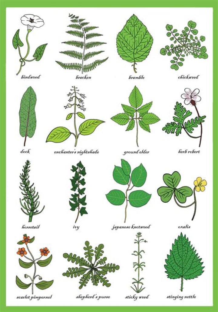 Complete List of Weeds and Their Botanical Names with Pictures PDF