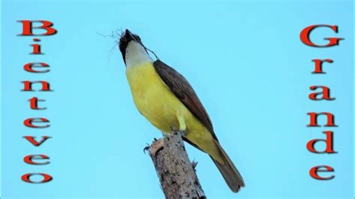 Lista de Aves de Costa Rica PDF: Guía Completa para Observadores