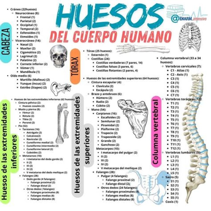 Lista completa de los 206 huesos del cuerpo humano en PDF descargable