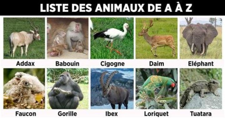 Liste Complète des Animaux du PDF – Animaux de A à Z PDF