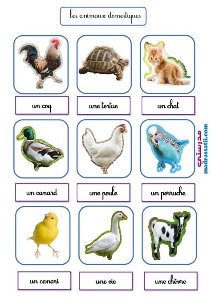 Liste des Animaux Domestiques PDF – Guide Complet