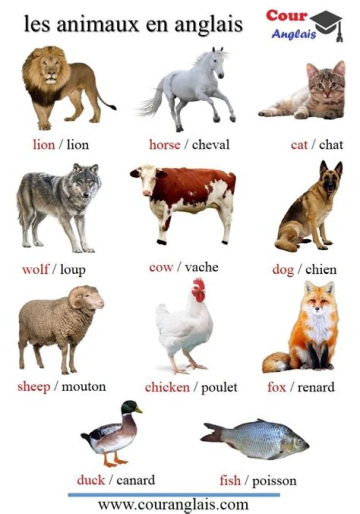 Free English Animal List PDF – Complete Wildlife Glossary