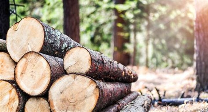Liste complète des bois du Gabon PDF : Guide complet et documents officiels