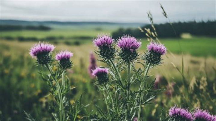 Liste des mauvaises herbes avec photos : guide complet en PDF