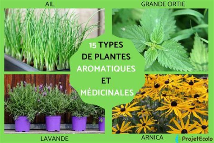 Liste des plantes médicinales avec photos PDF : Guide complet et identification visuelle