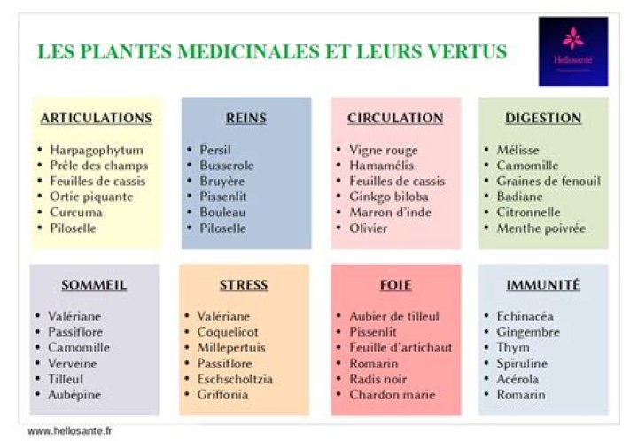 Liste complète des plantes médicinales et leurs vertus - Téléchargez le PDF gratuit