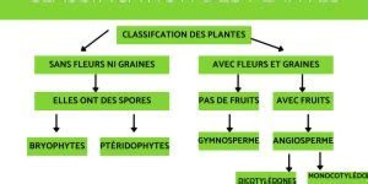 Liste des plantes sans fleurs : PDF téléchargeable gratuit
