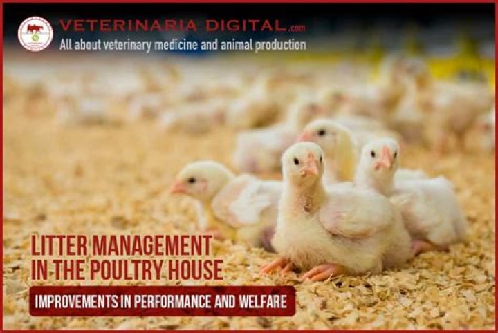 Litter Management in Poultry PDF: Expert Guide for Healthy Flocks