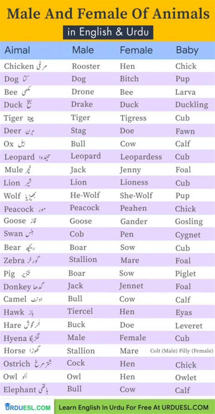 Male and Female Animals Name List PDF – Complete Guide