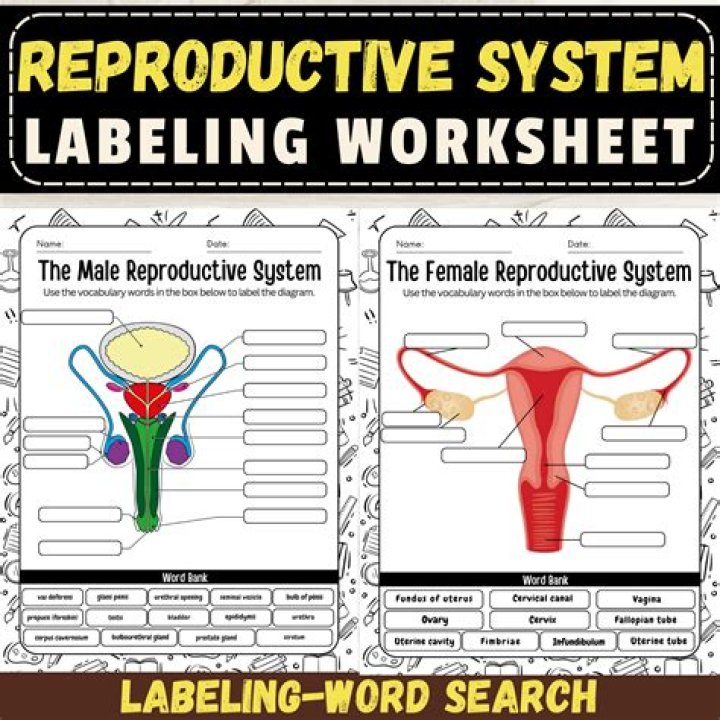 Male and Female Reproductive System Test Answers PDF: Complete Guide