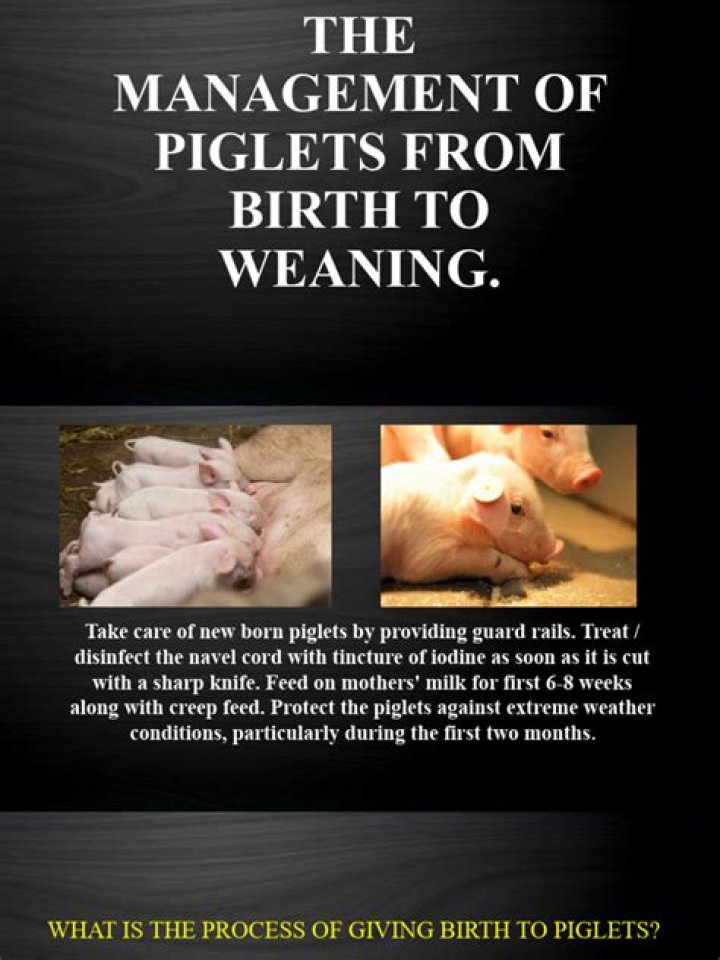 Comprehensive Management of Piglets from Birth to Weaning: Essential PDF Guide