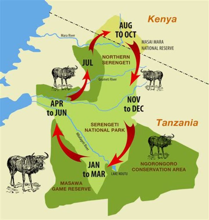 Masai Mara Animals List PDF: Complete Guide to Wildlife Species