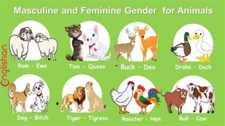 Masculine and Feminine Animal Gender Differences: Complete PDF List
