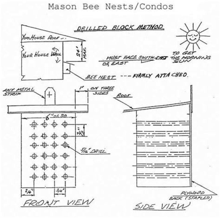 Free Mason Bee House Plans PDF – Attract Pollinators with Easy DIY Shelter