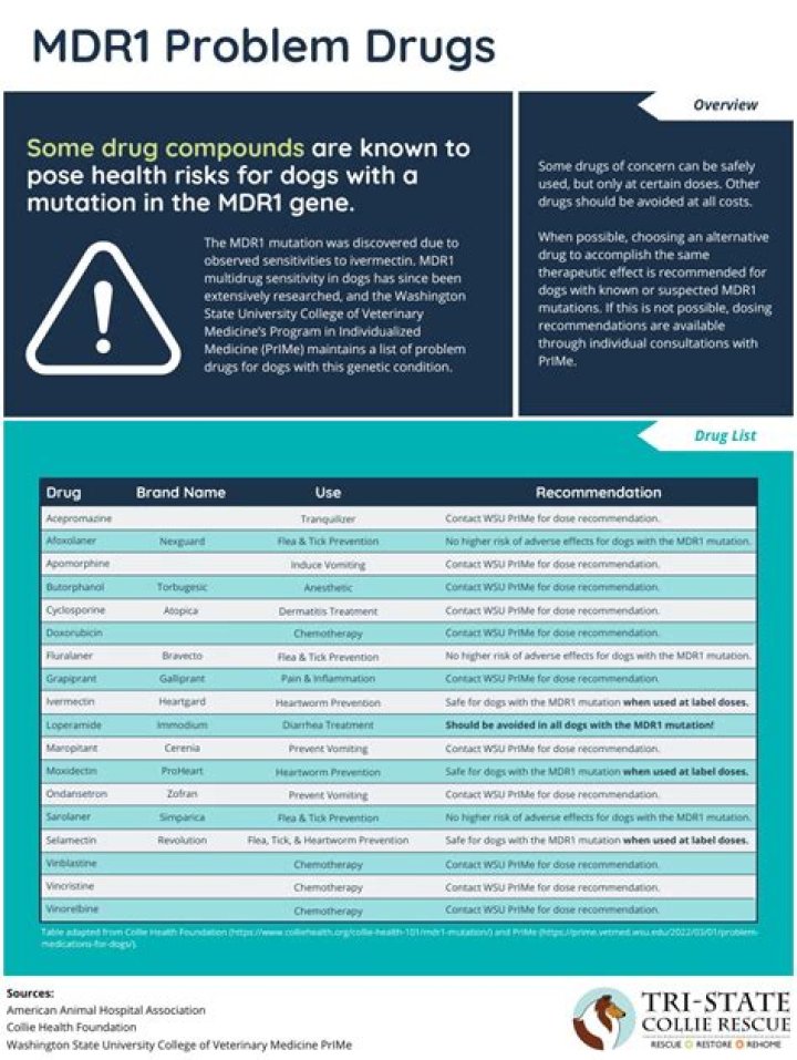 Avoid These MDR1 Drugs: Essential Dog Medication Safety List