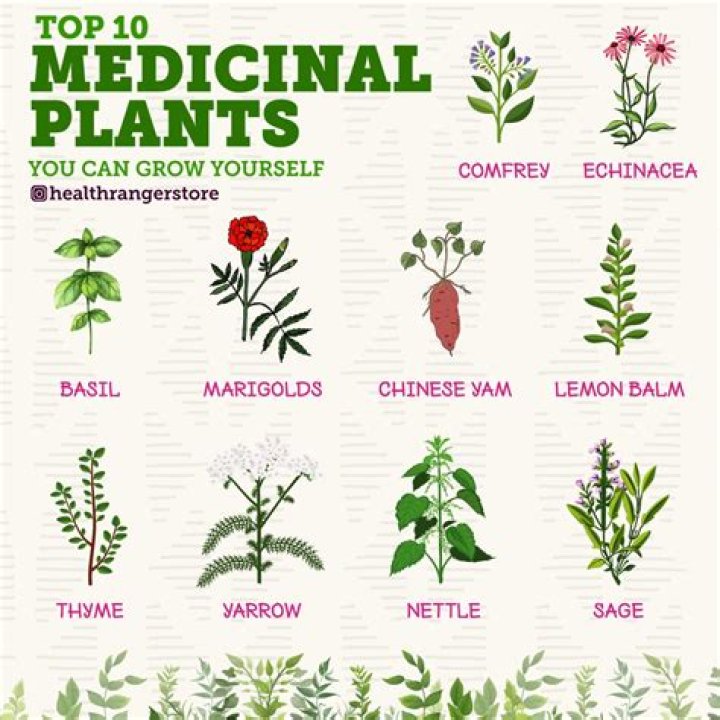 Medicinal Plants List PDF – Discover Key Herbs for Natural Healing