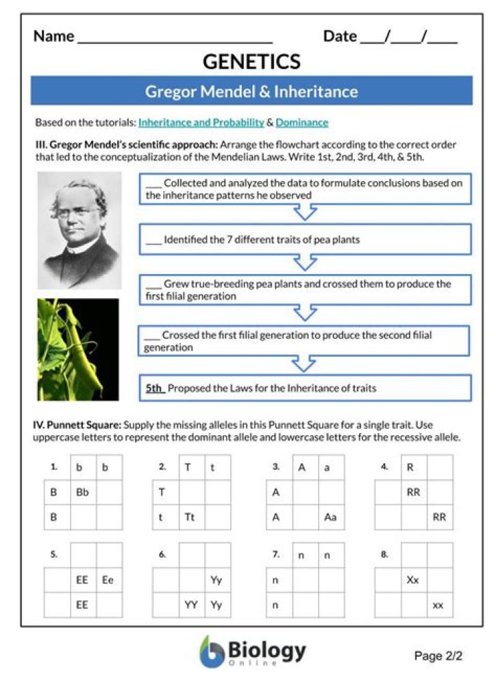 Mendelian Genetics Worksheet Answer Key PDF – Perfect for Homework & Exam Prep