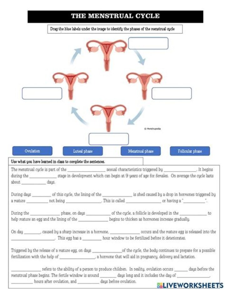 Menstrual Cycle Activity Worksheet PDF – Track Your Cycle with Ease
