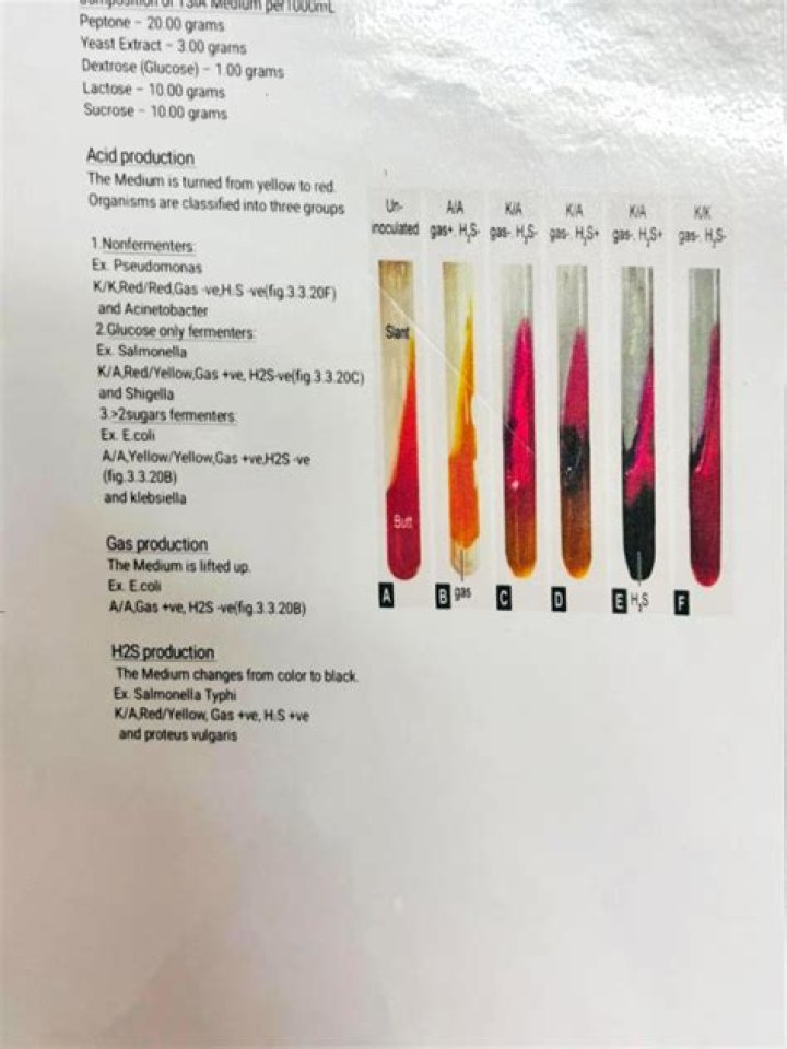 Microbiology Lab Tests PDF: Essential Guide & Downloadable Reports