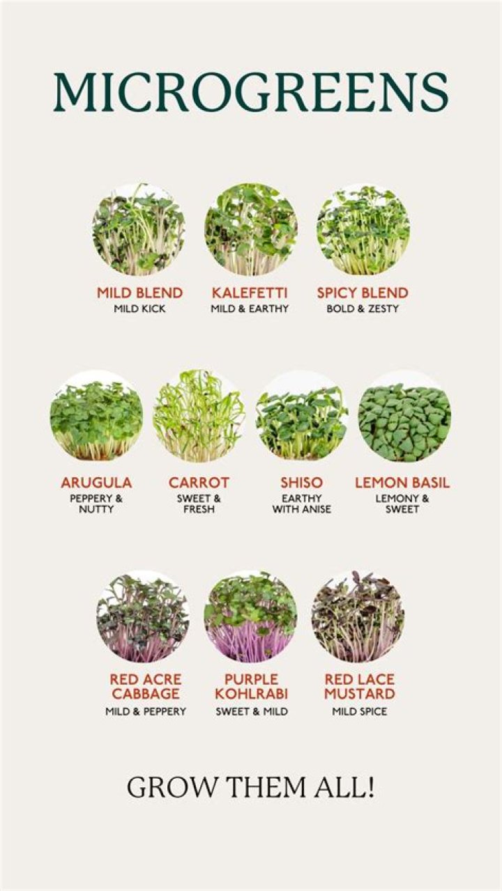 Microgreens Price List PDF: Affordable Fresh Greens Guide
