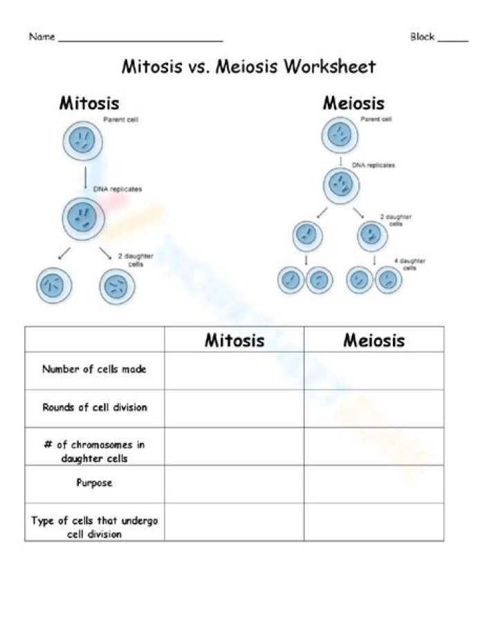 Mitosis and Meiosis Practice Test PDF – Master Cell Division