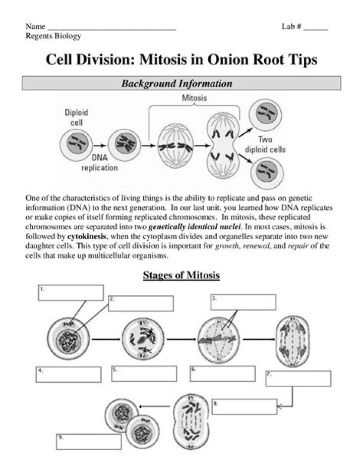 Mitosis in Whitefish and Onion Roots: Answer Key PDF with Step-by-Step Explanations