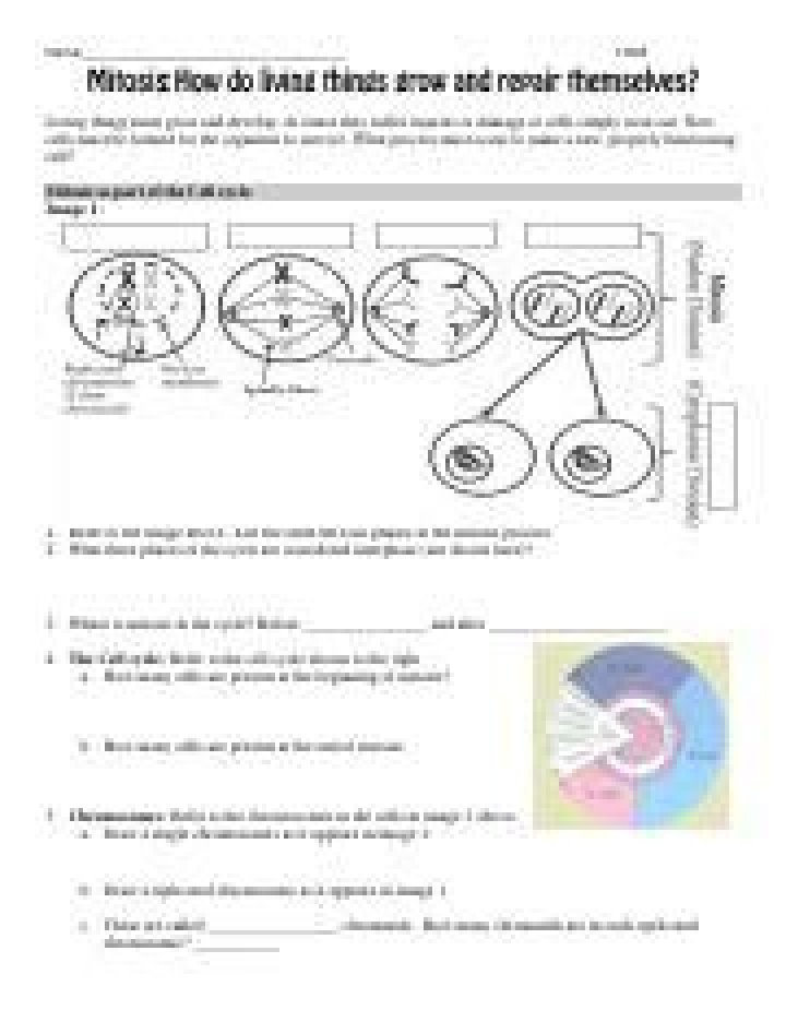 Mitosis POGIL Answer Key PDF: Student Study Resource
