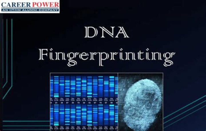 How DNA Fingerprints Are Made: Detailed Modeling Answer Key PDF