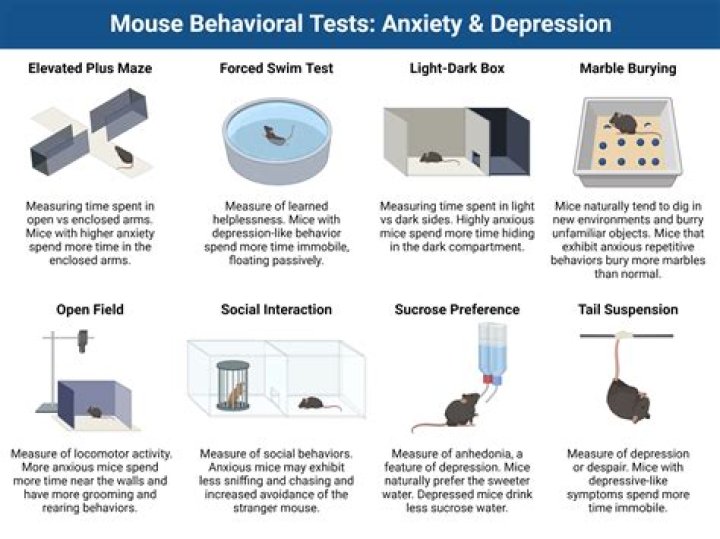 Comprehensive Guide to Mouse Behavioral Testing PDF