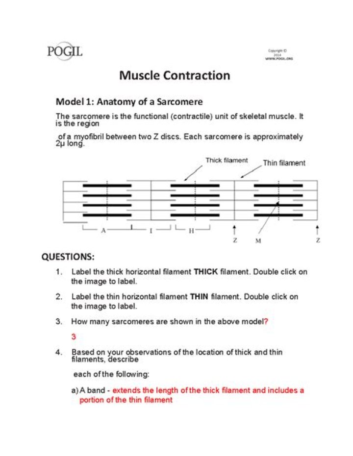 Pogil Answers for Muscle Contraction: Detailed Answers PDF