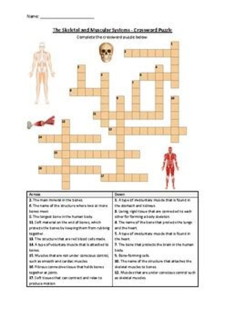 Muscular System Crossword Puzzle Answer Key PDF – Test Your Knowledge