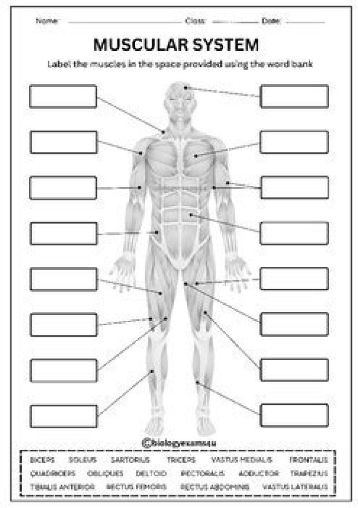 Muscular System Labeling Worksheet PDF – Free Printable Anatomy Guide