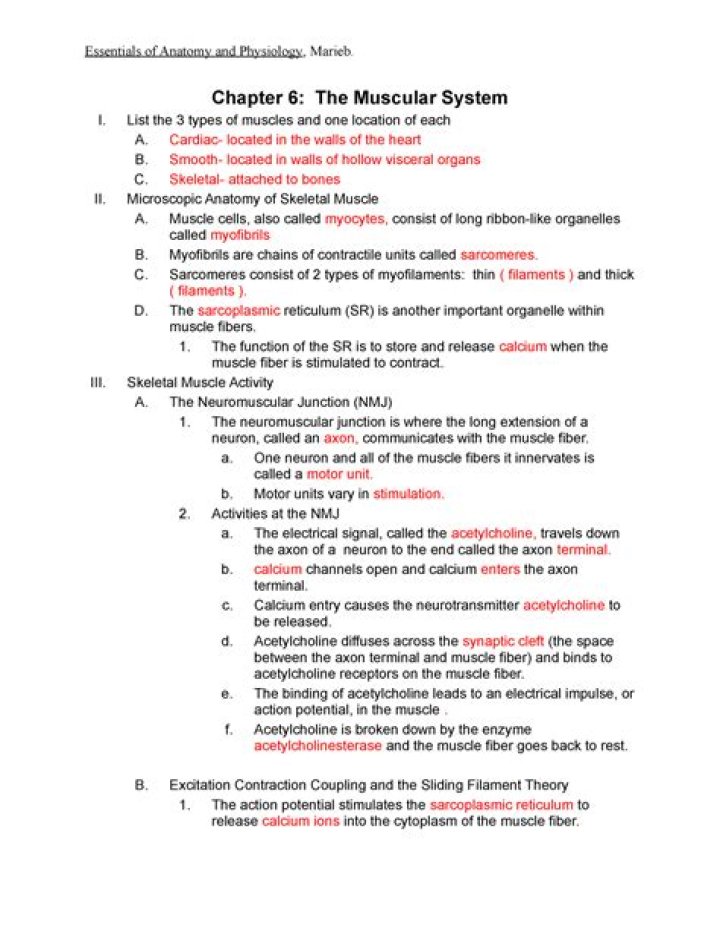 Muscular System Questions and Answers PDF – Expert Guide