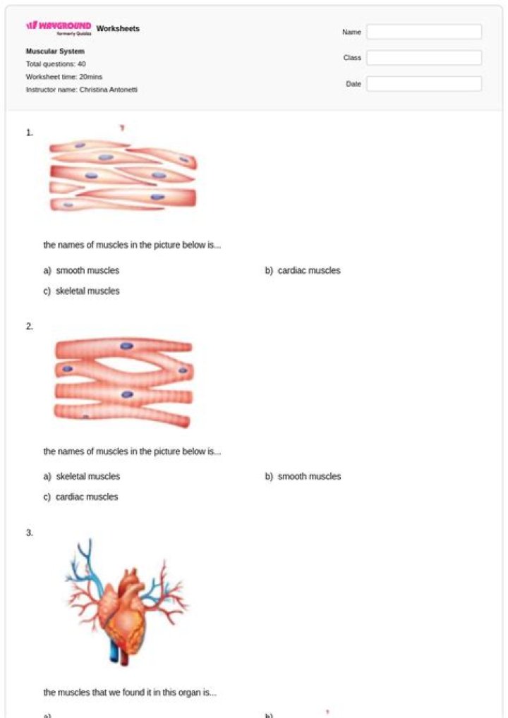 Muscular System Questions PDF: Expert Study Guide & Practice